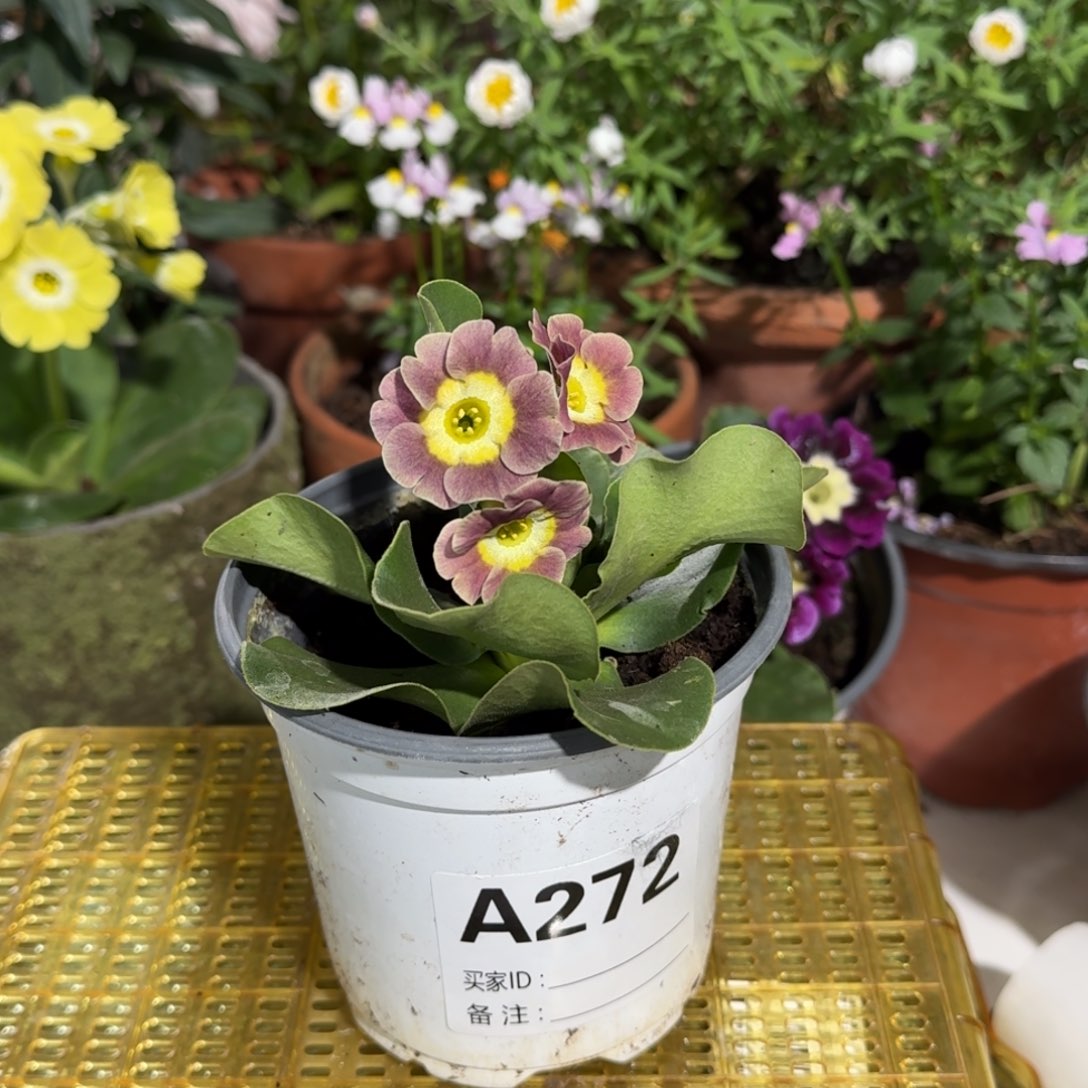 一物一拍耳叶报春A272