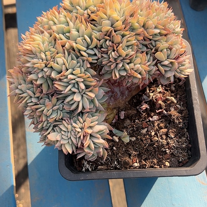 【闪购商品】雪凤缀化