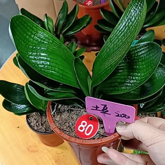 完全开放君子兰麻脸苗