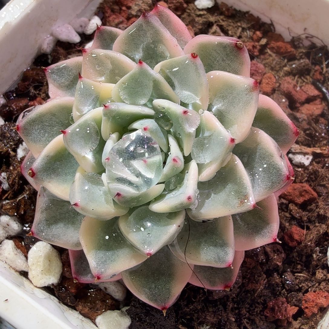 沙罗姬锦，无石化版，多肉植物。