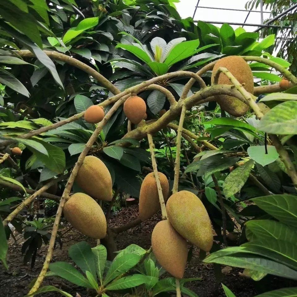 【春播种植】加纳妈咪果种子南北方稀有种植盆栽庭院当年结果-gz商品图