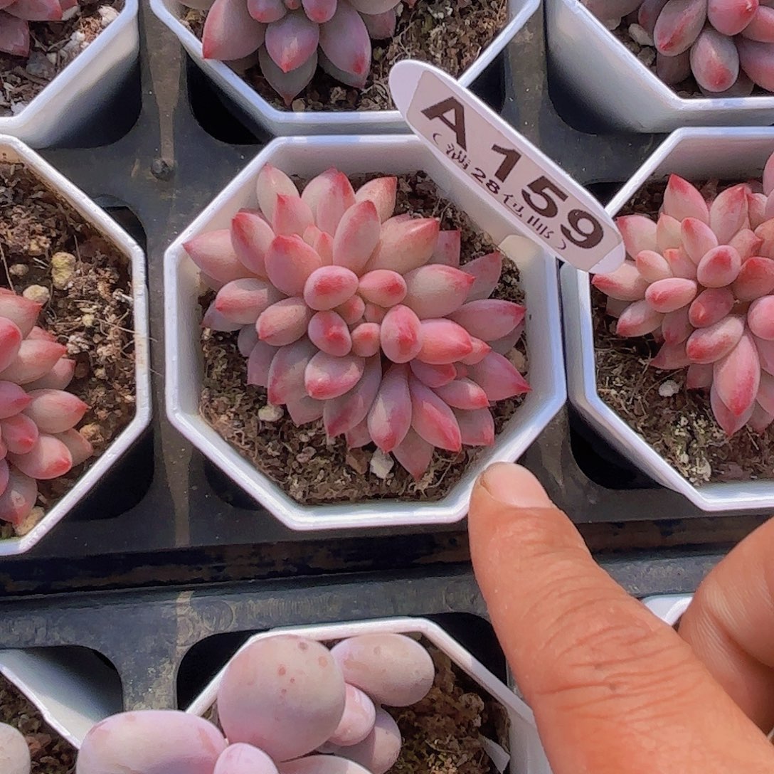 A159虞美人一物一拍