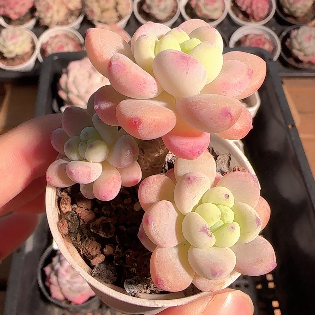 多肉1206-36罗琦小老桩