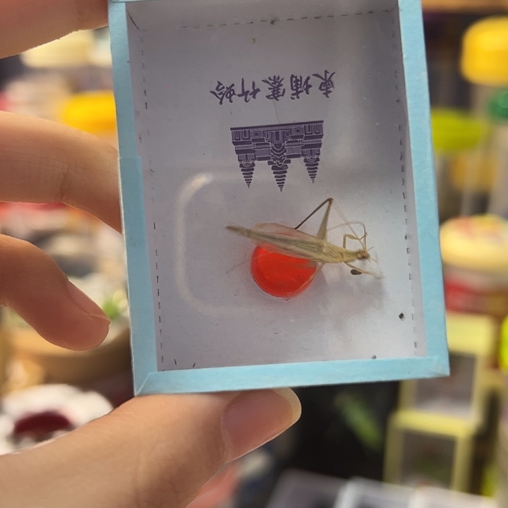 感***️蟋蟀柬埔寨竹蛉精品1