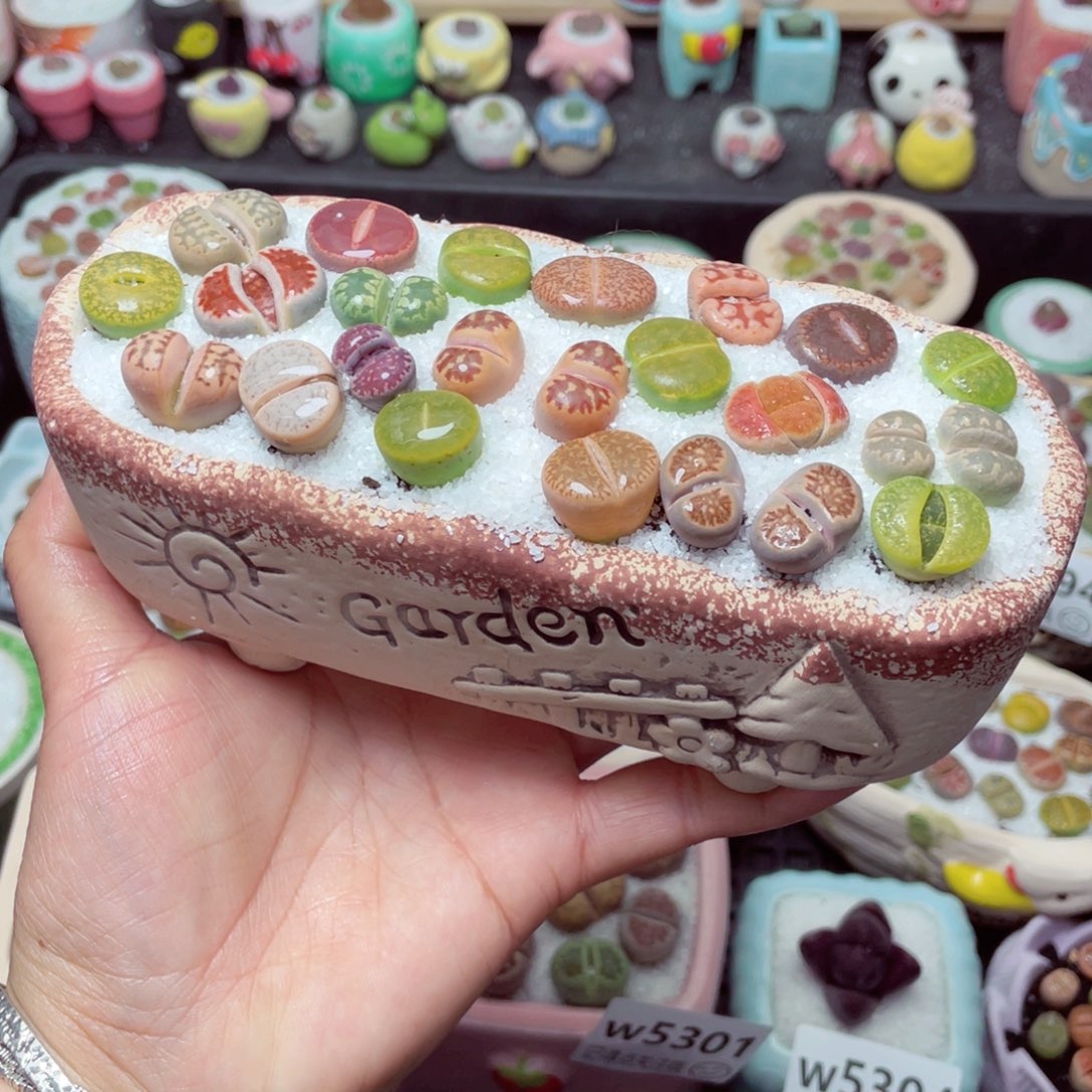 w5306 带盆土发货-零下地区拍保温箱