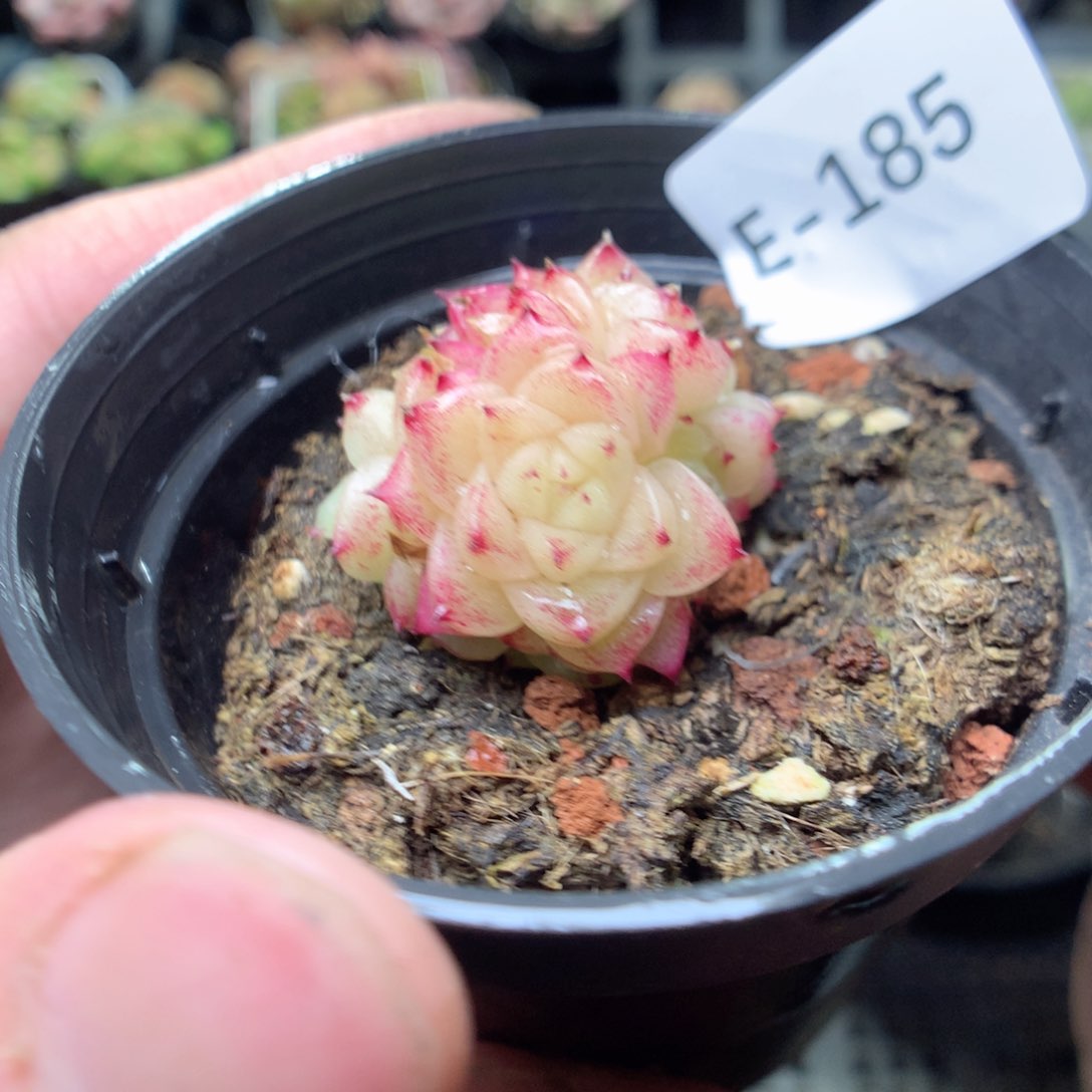 E185y yy y y y y