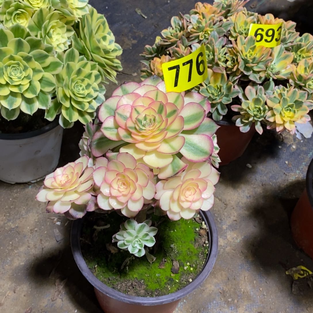 半*莲荔枝多肉法师776