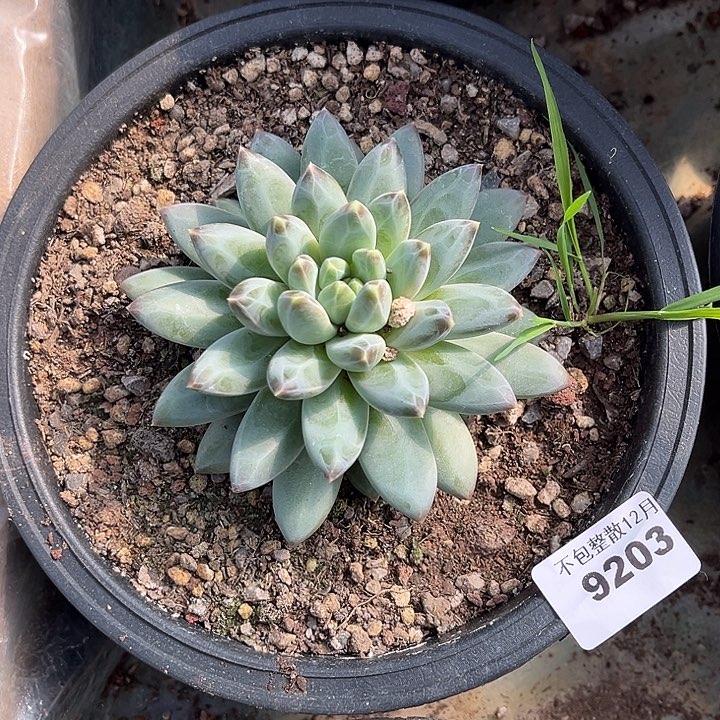 阿雅园艺。     9203