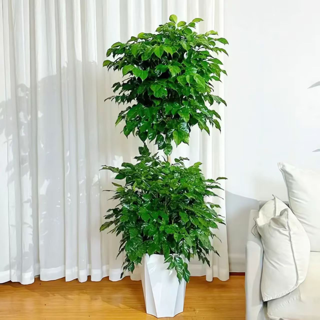 1.4~1.5米双层幸福树室内大型绿植净化空气吸甲醛好养美观