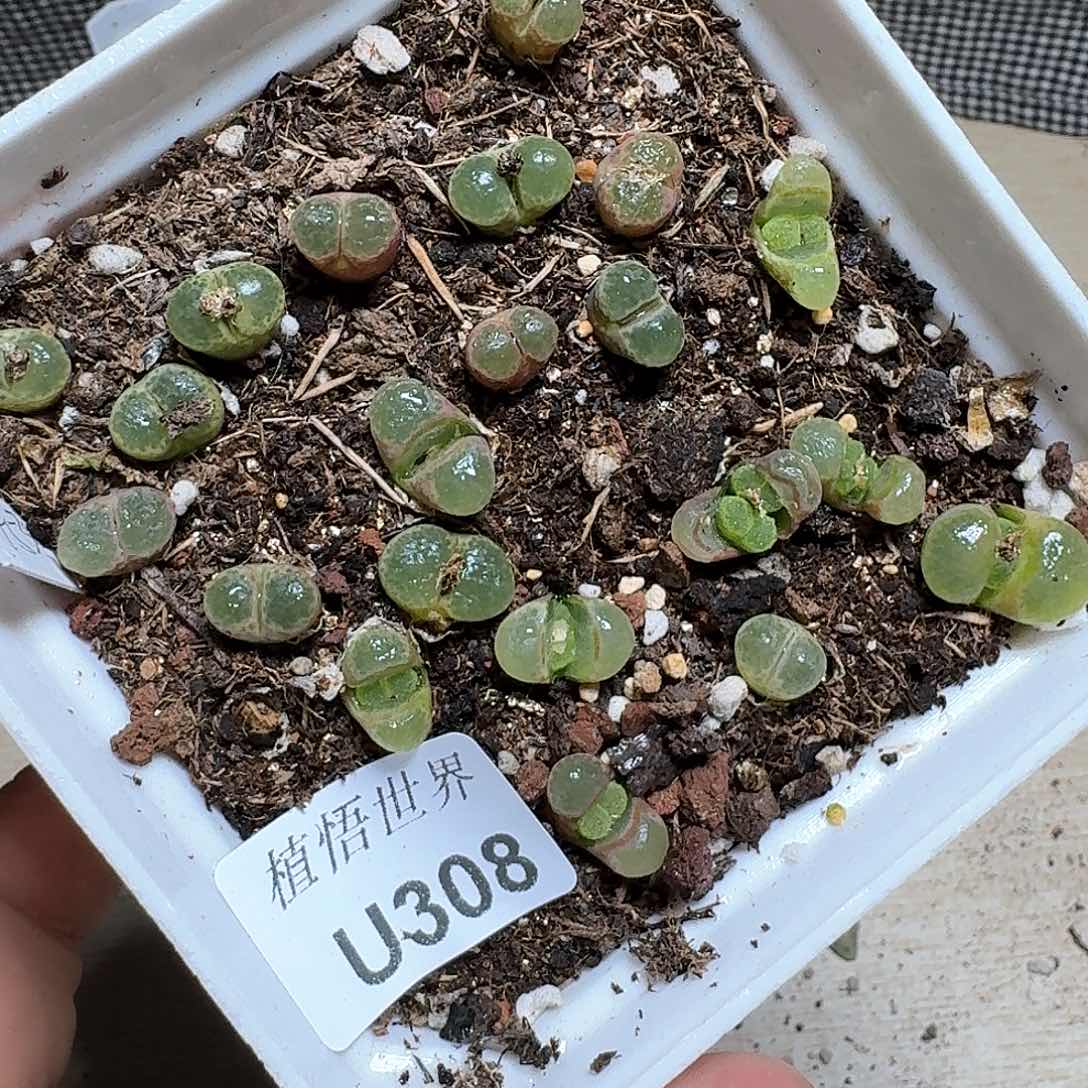 308盒多肉植物哇cv m