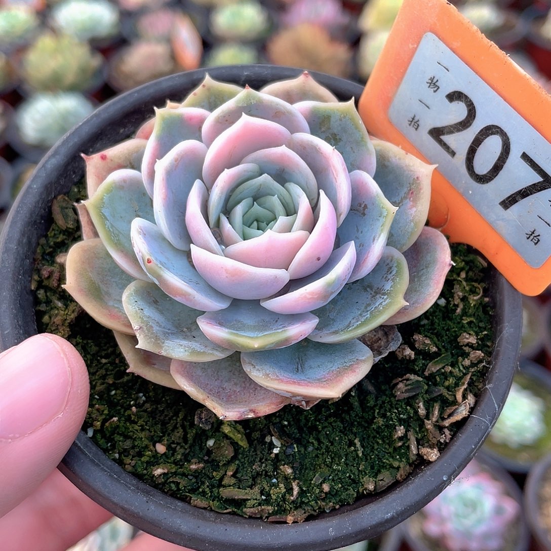 蓝色惊喜锦207号娜肉