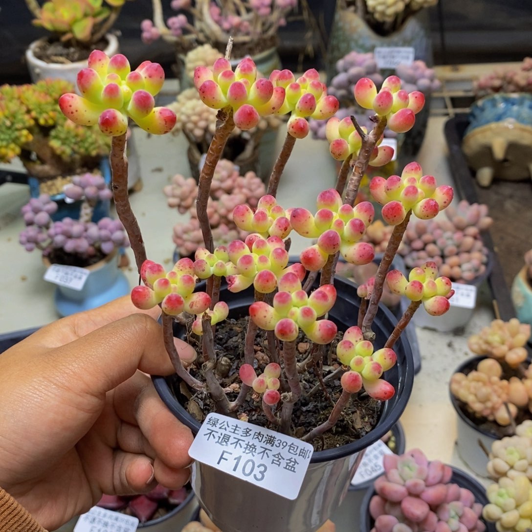 103乙女心多肉散