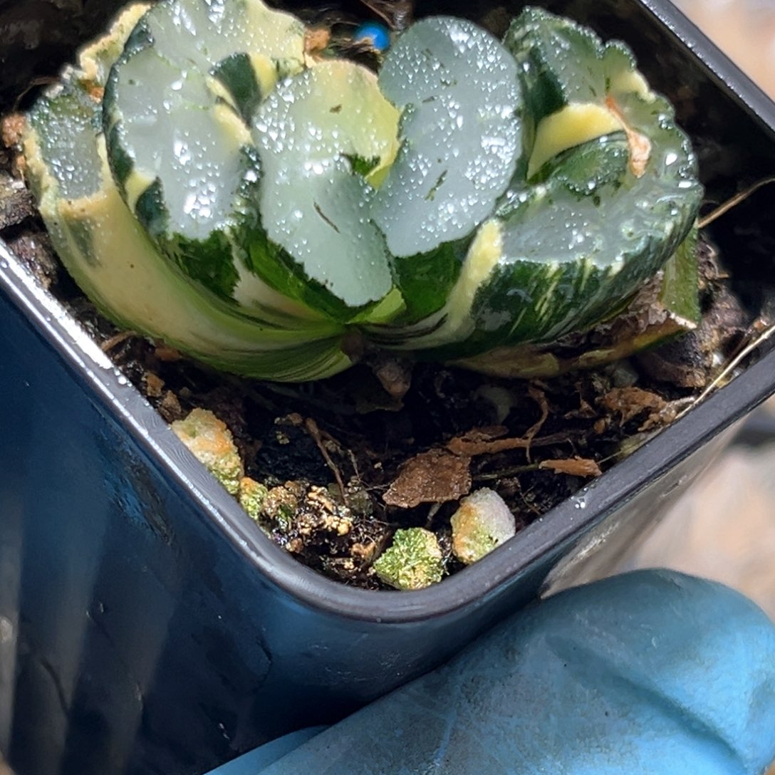 恭喜发财大吉大利445