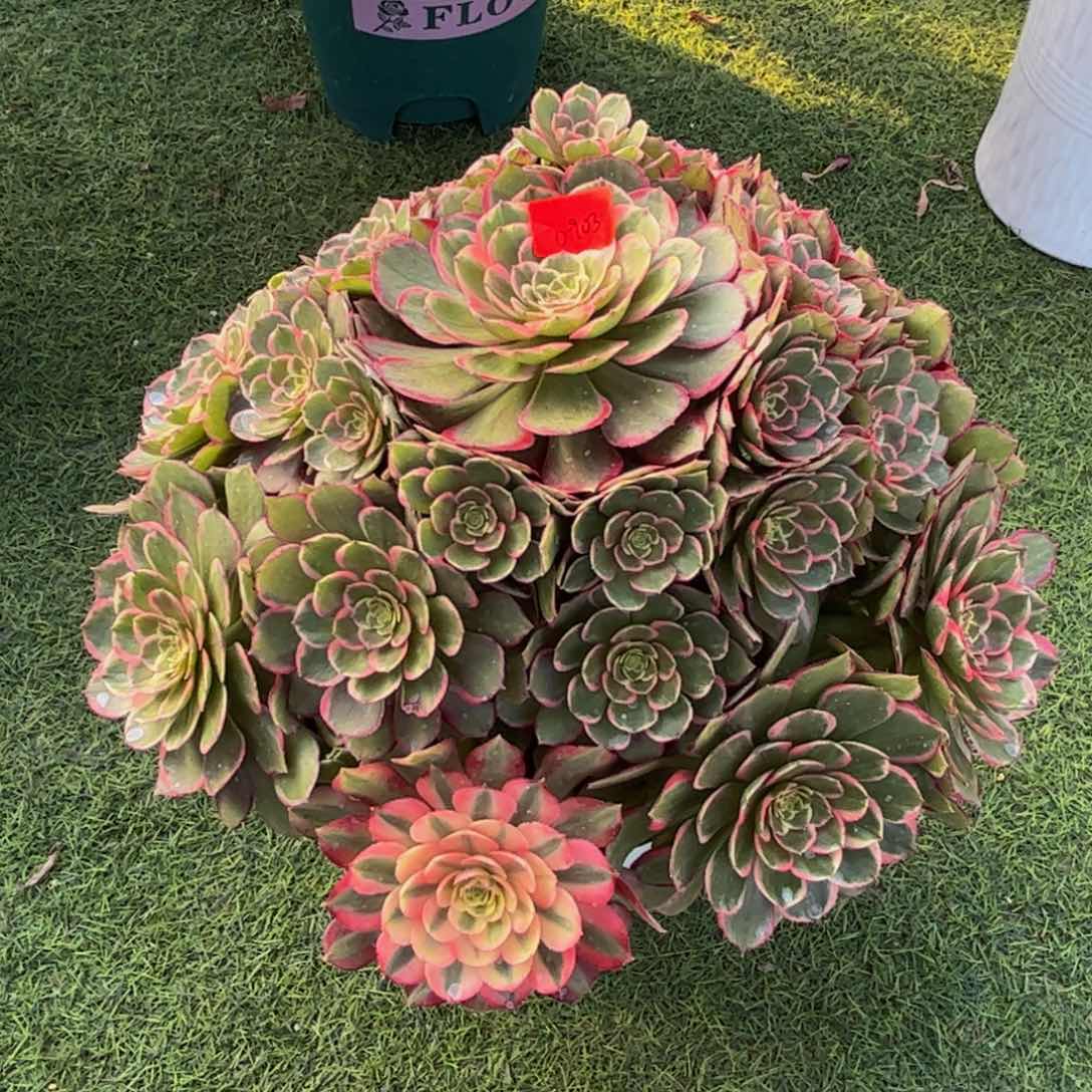 凯****⁵0903炖肉植物发货粉花妖