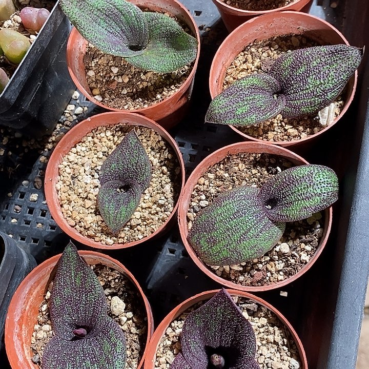 紫镜一颗。 买二送一。    