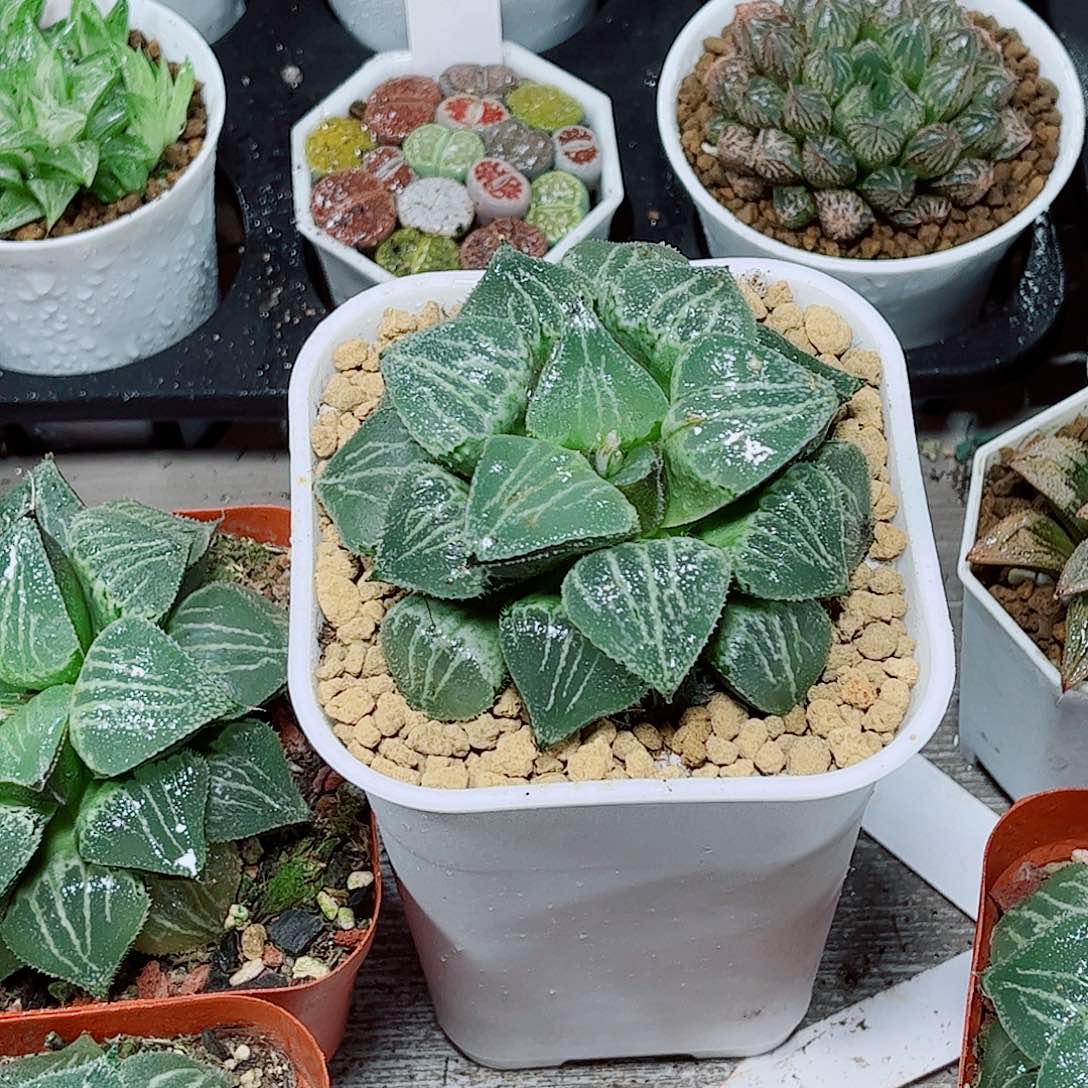 春雷寿玉露一勿一拍