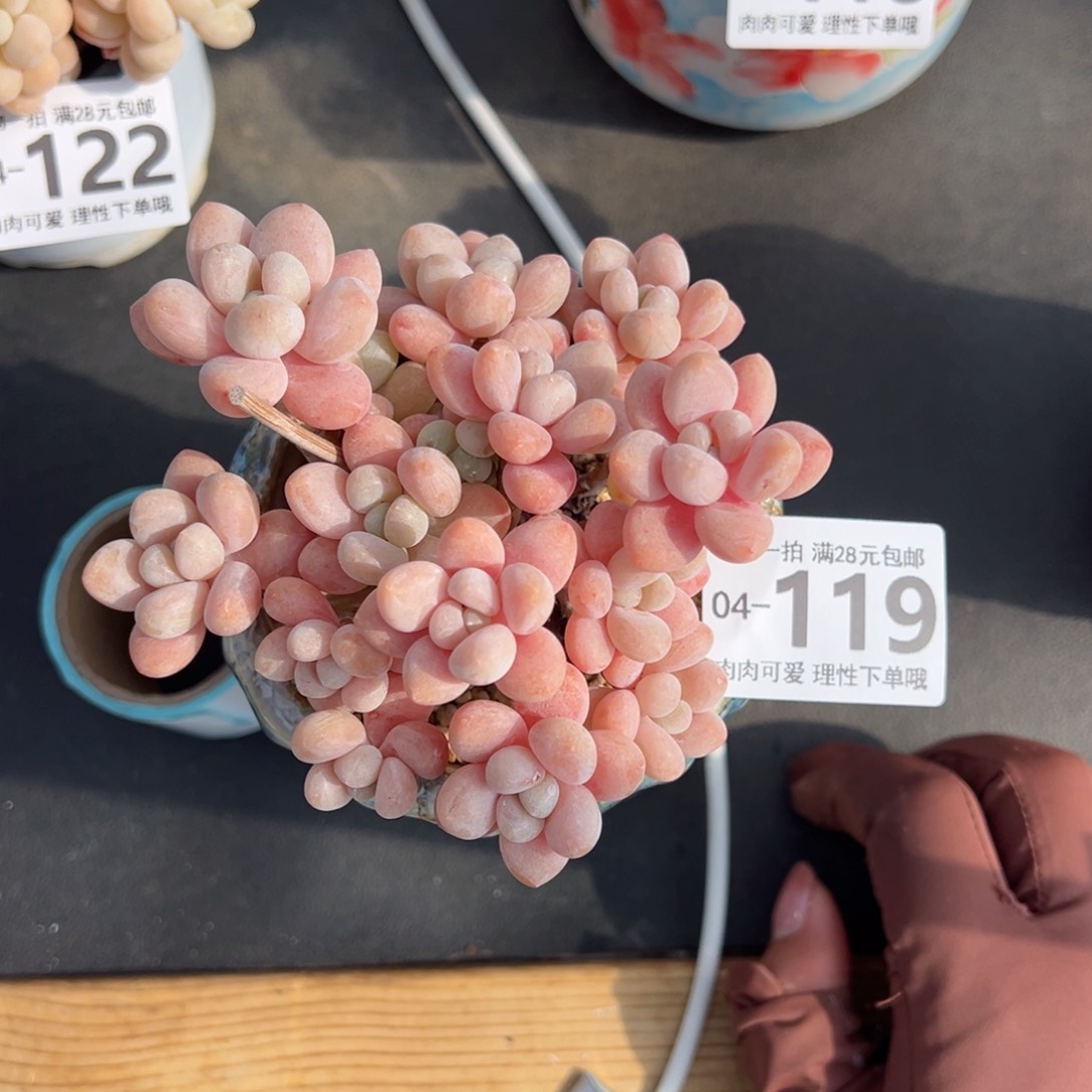 鱼子酱多肉多肉多肉多肉