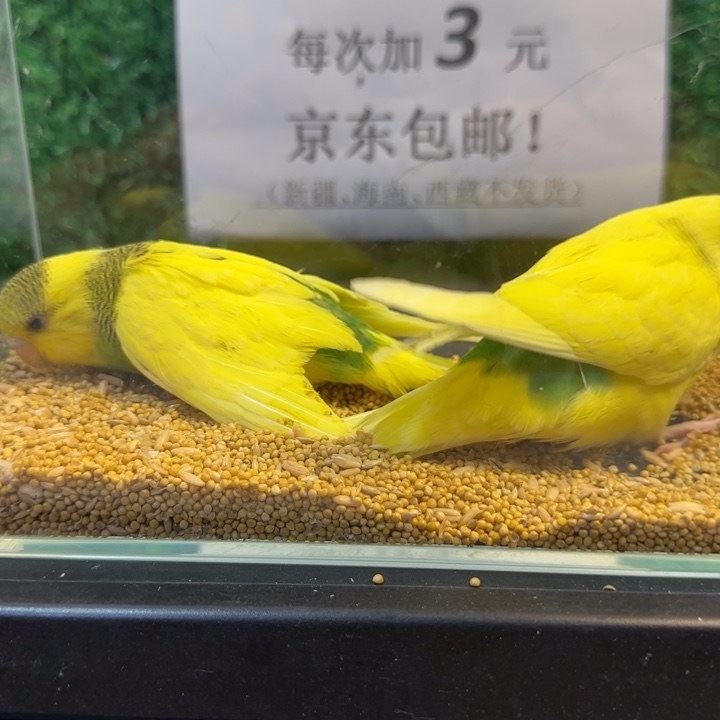 虎皮鹦鹉大头虎皮鹦鹉