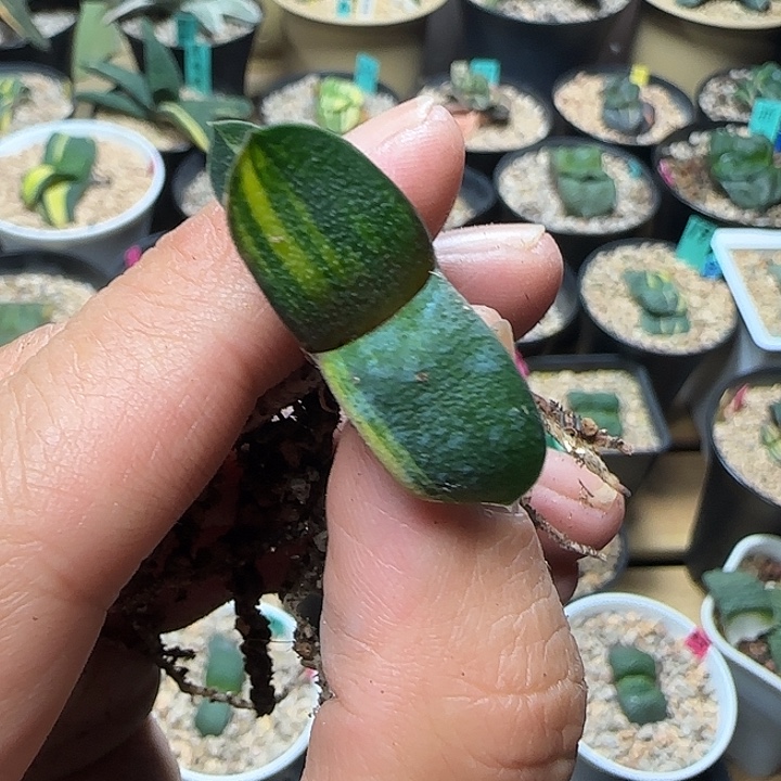 达摩雅乐殿锦叶插苗