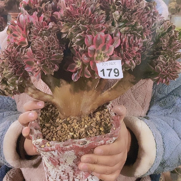 【闪购商品】女巫微瑕179号179号