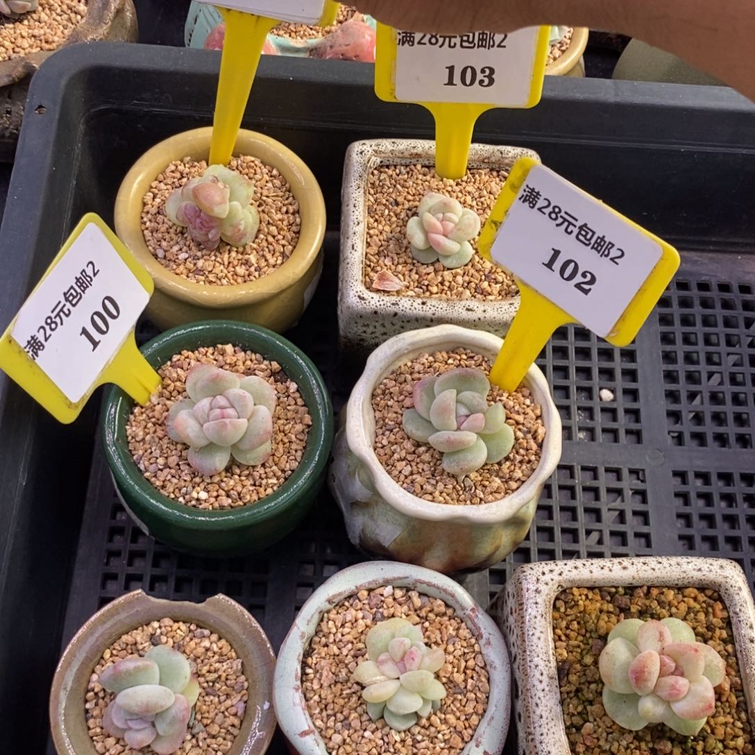 可*兔2101.102.103.100冰玉石化多肉