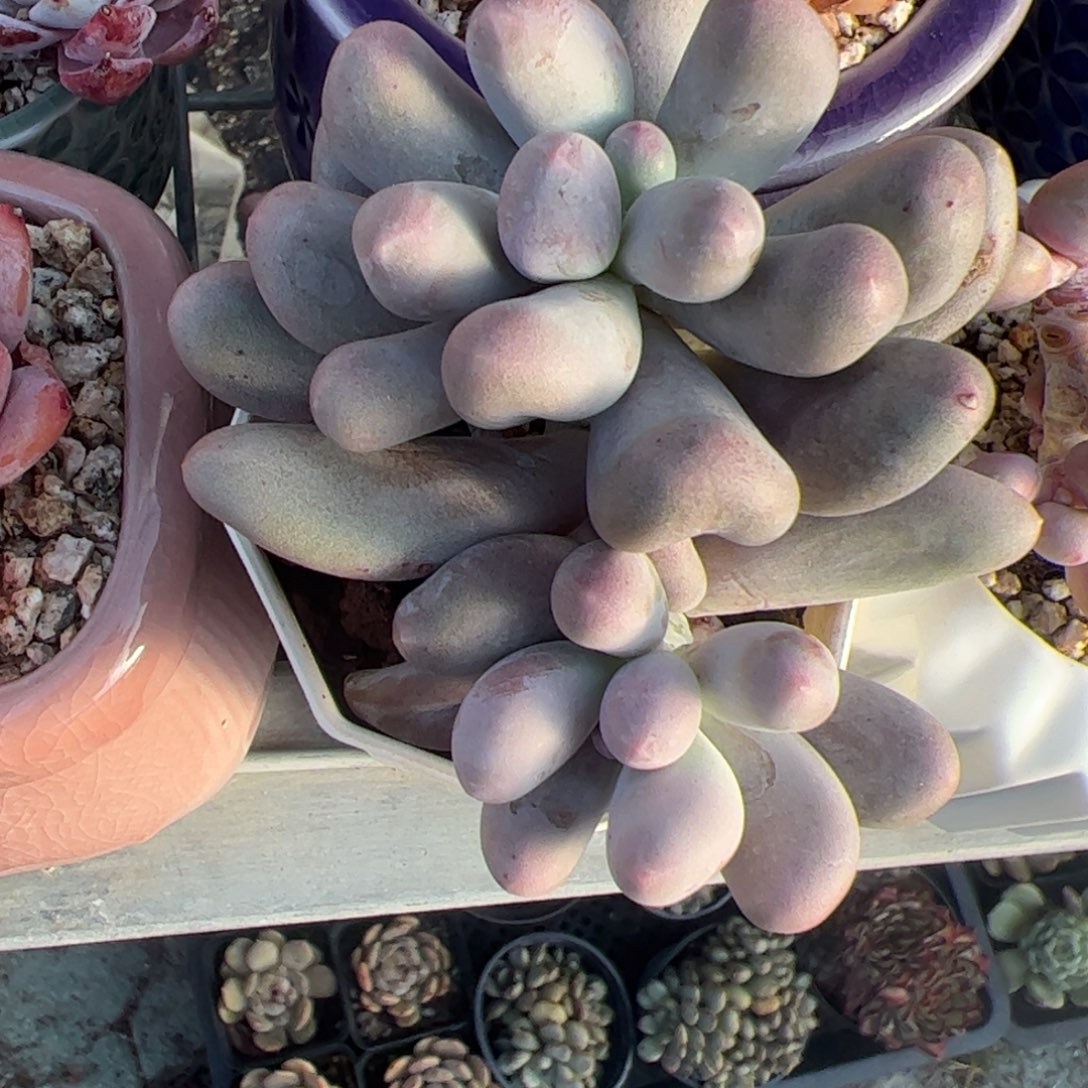 米可奶酪群生多肉