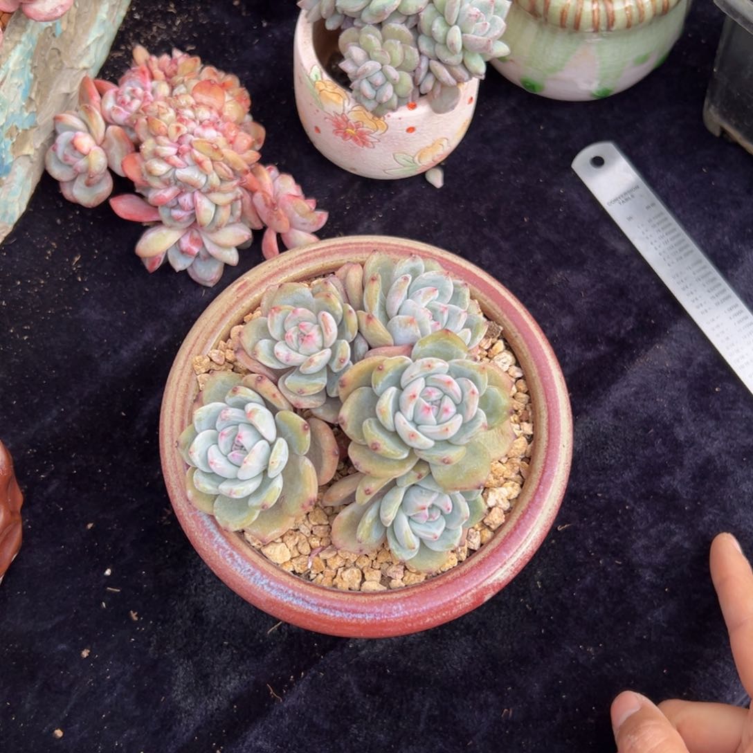 新年快乐 新年快乐