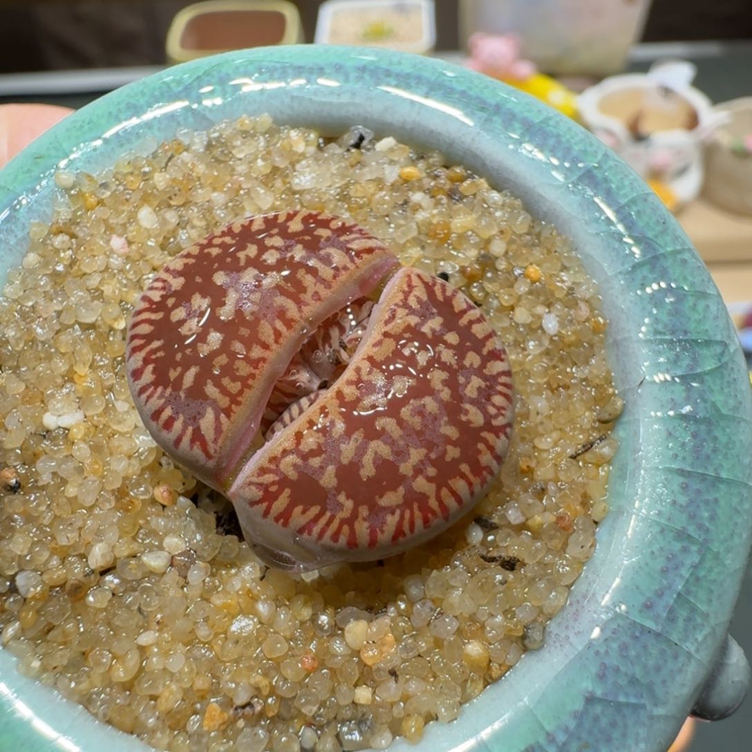 红陶蘑菇380日轮