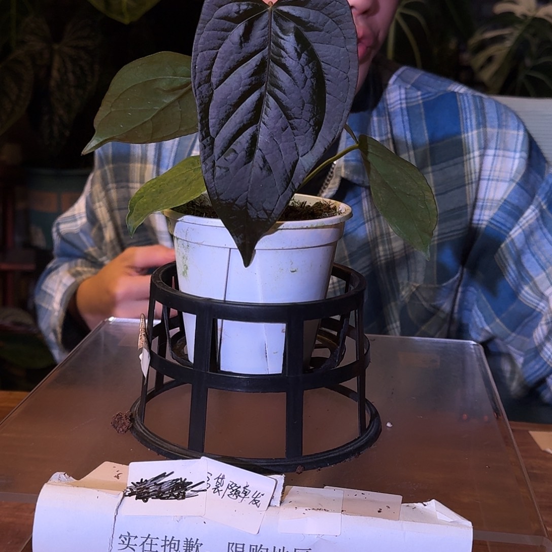 不开花植物D112女王之心