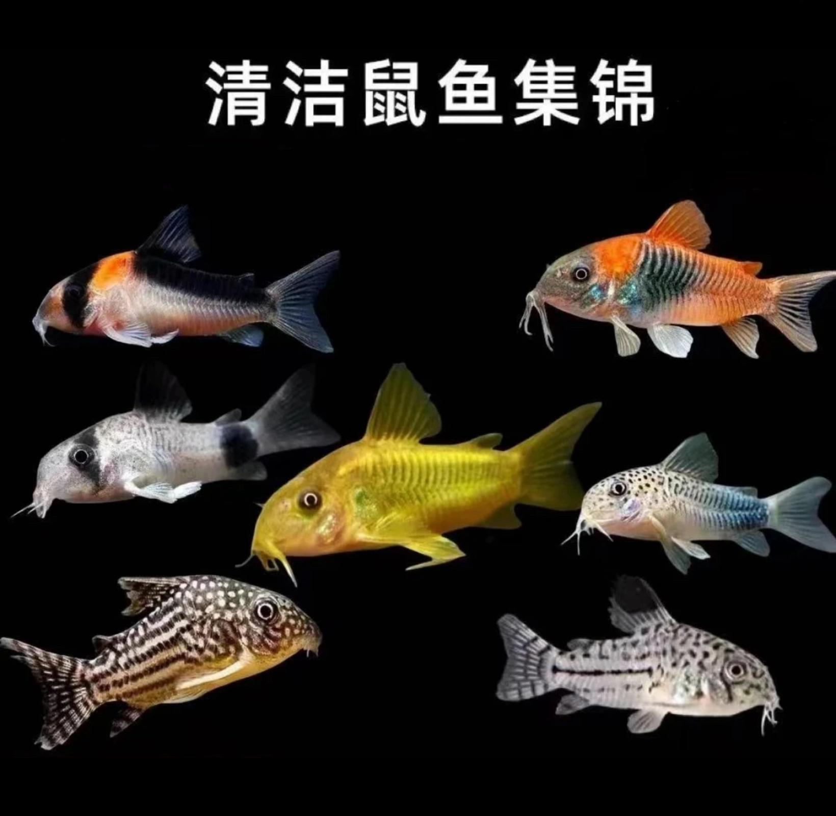 【入缸不售后】热带观赏鱼底栖清洁鼠鱼金线金黑金红头