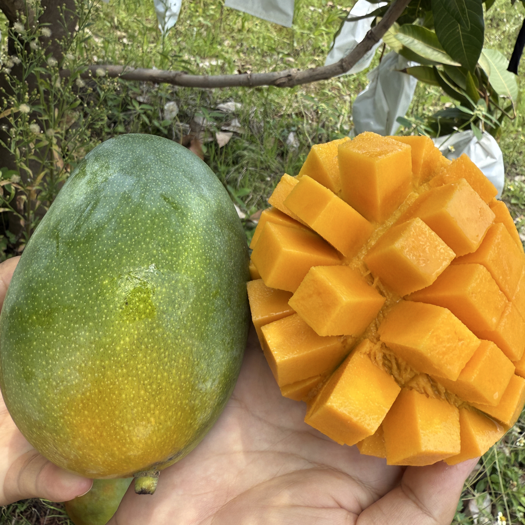 攀枝花芒果攀枝花凯特芒果新鲜大果水果新鲜当季整箱包邮