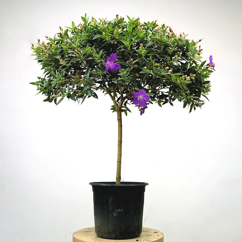 巴西野牡丹 紫牡丹 盆栽 蓝稔花苗 庭院花卉植物 紫色花