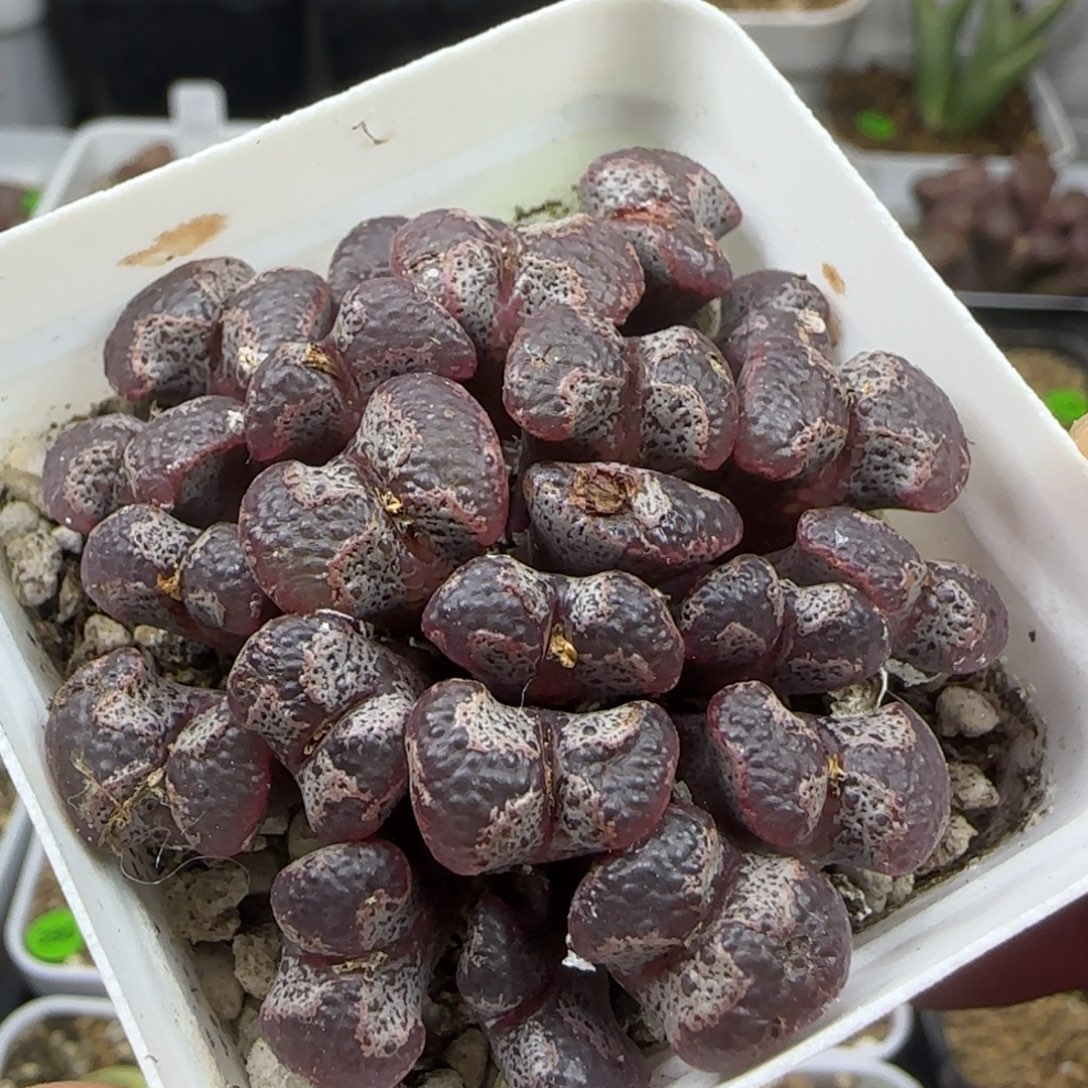 大窗超碟群多肉植物49