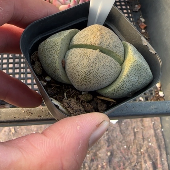 236元宝 一物一拍多肉