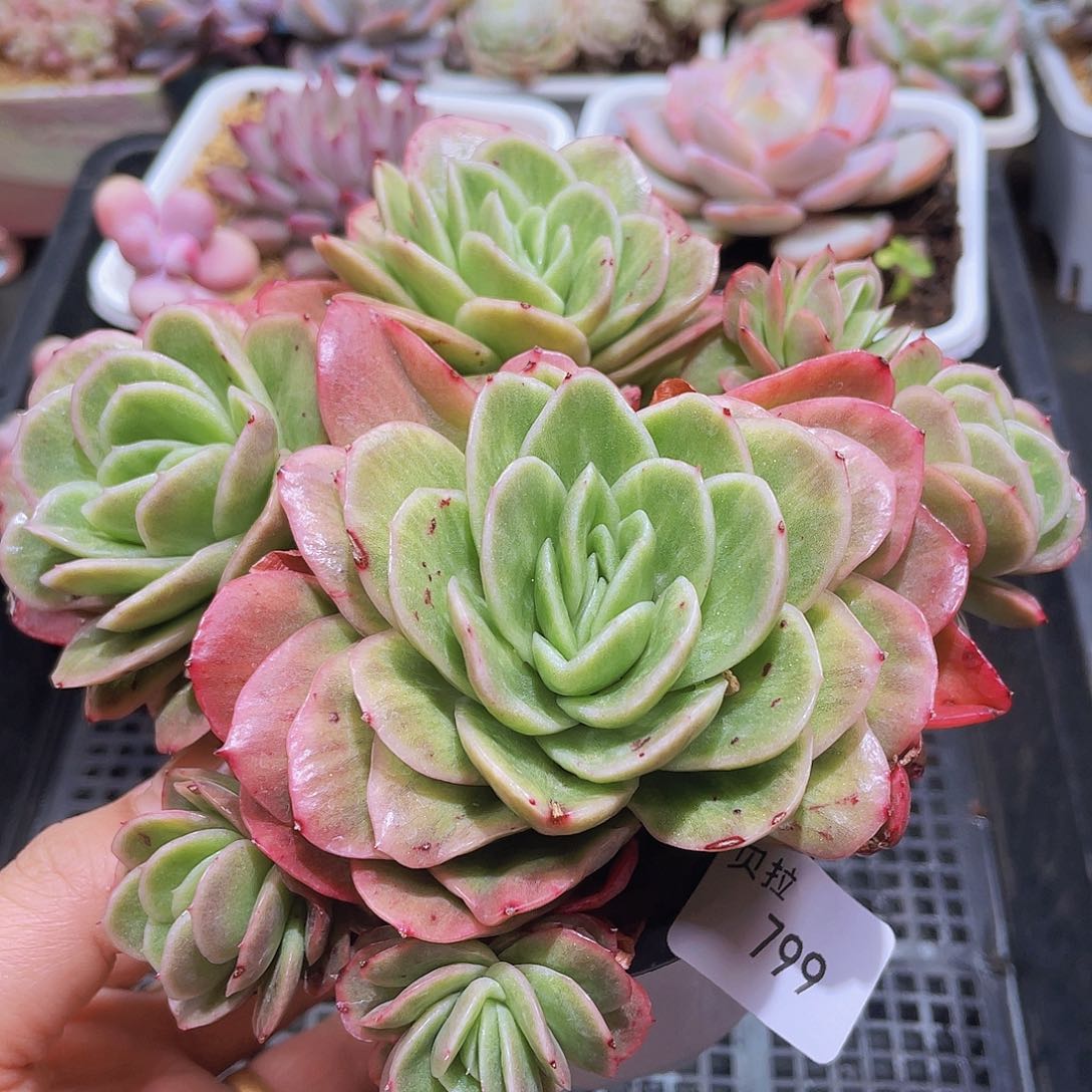 799 精品多肉一物一拍