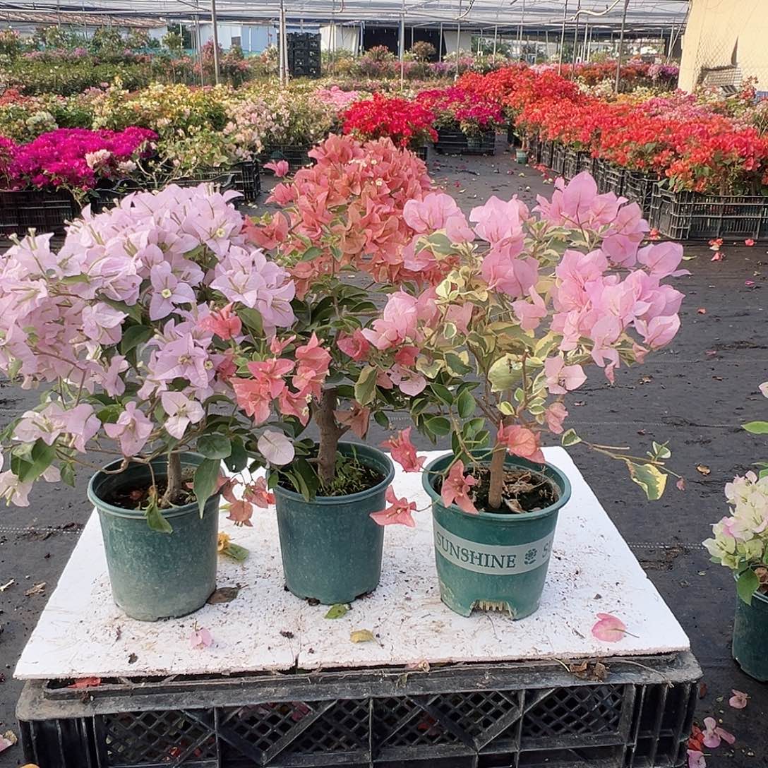 大部分花苞少量开放苹果花，所罗门，中国丽人组合