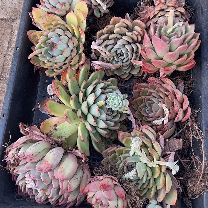 直播福利一物一拍107