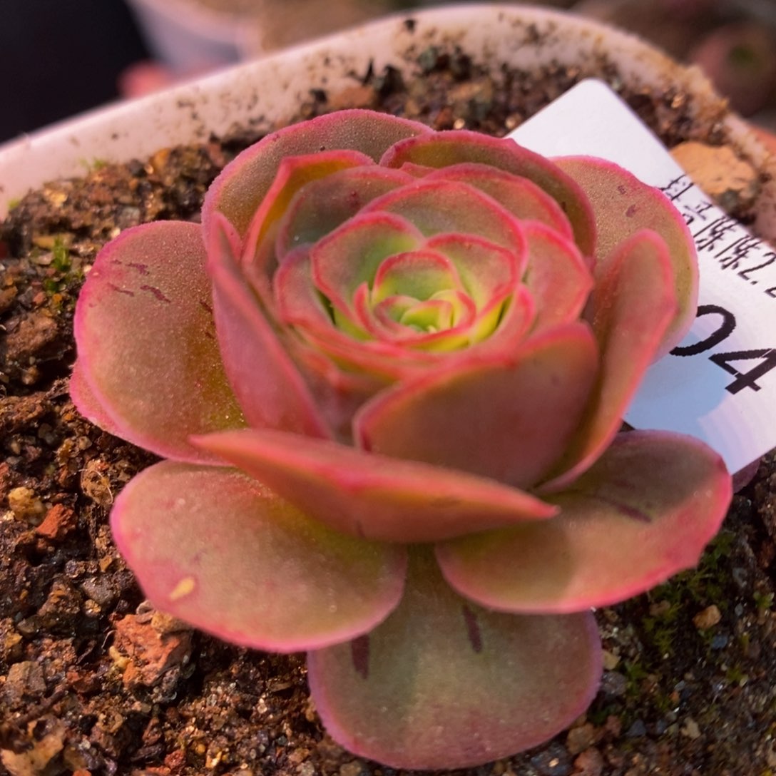 陈陈804帕梅土豪框开播福利