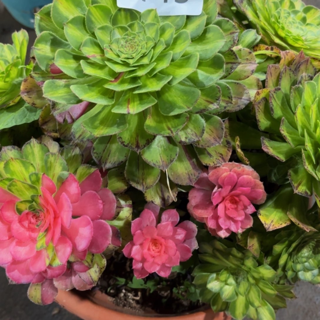 哈哈多肉葡萄福利多多443