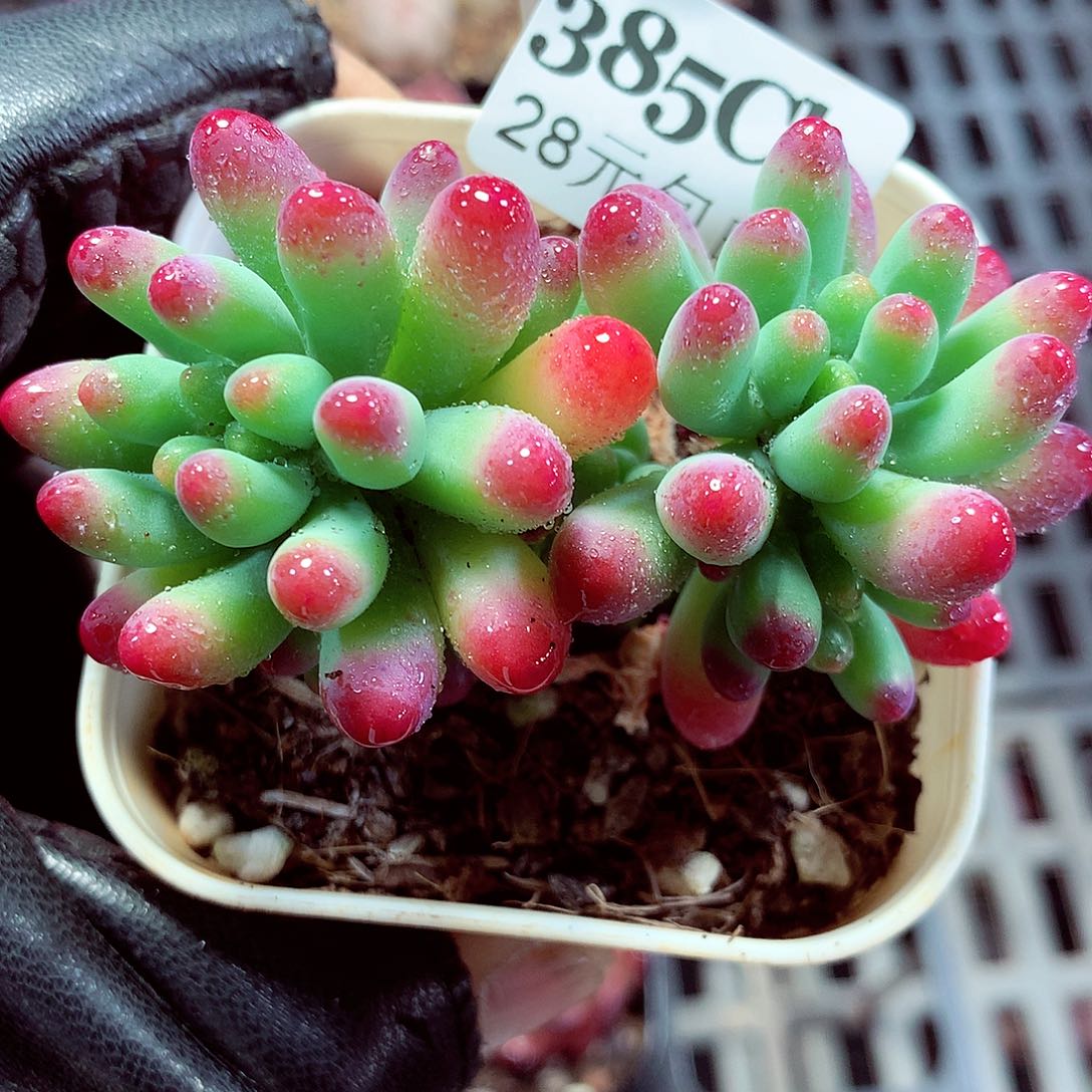 5厘米盆精控多肉385