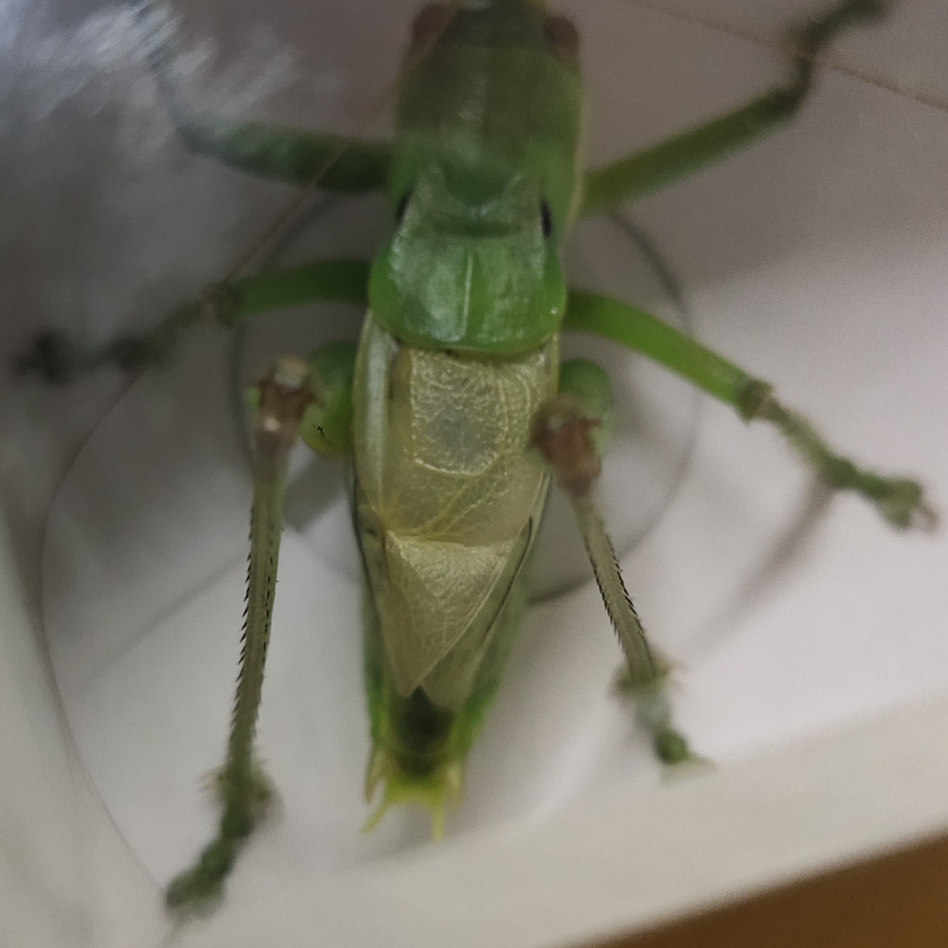 天津本地绿蝈蝈野籽鸣虫