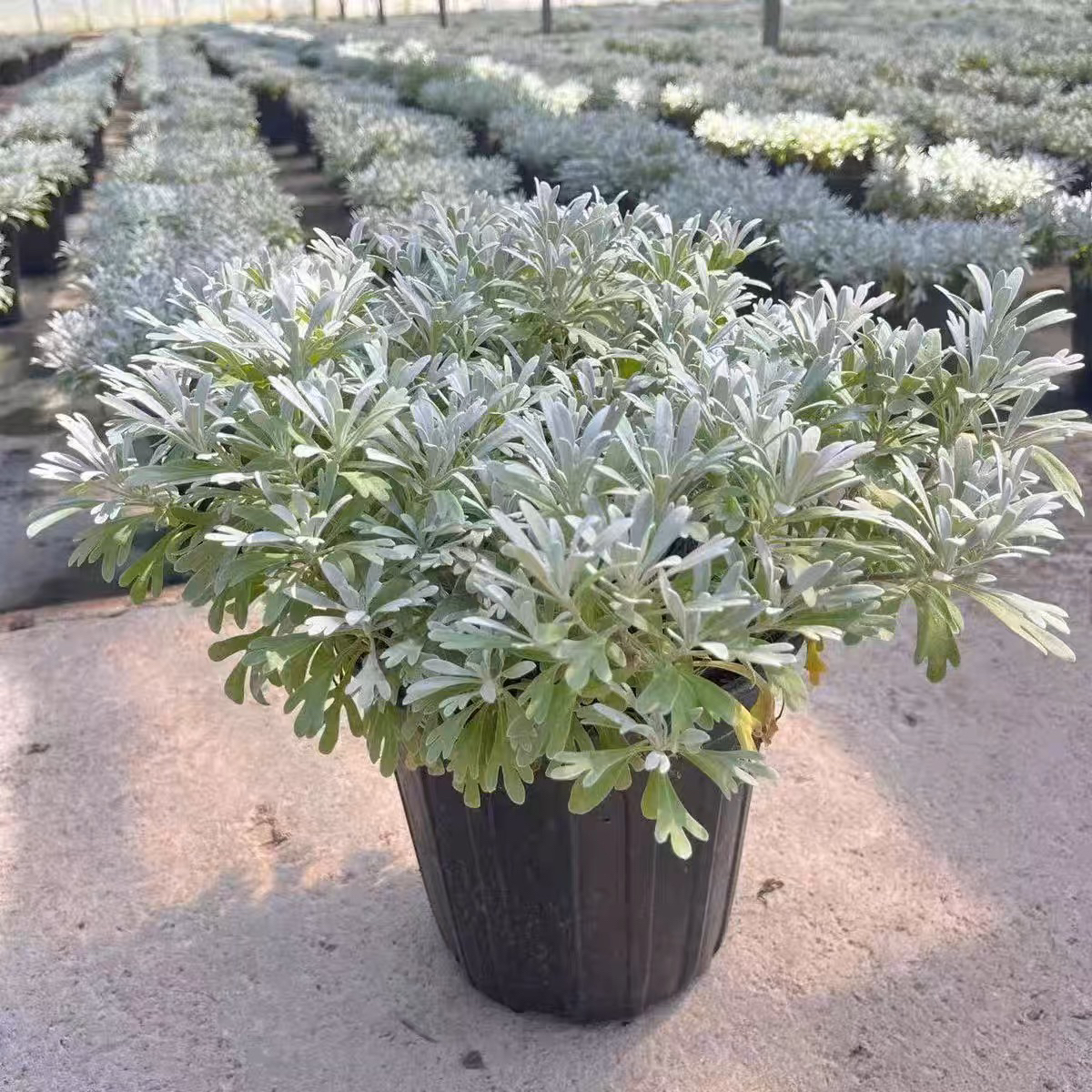 芙蓉菊盆栽灌木花卉玉芙蓉花境植物雪艾阳台新鲜食用绿植喜阳好养