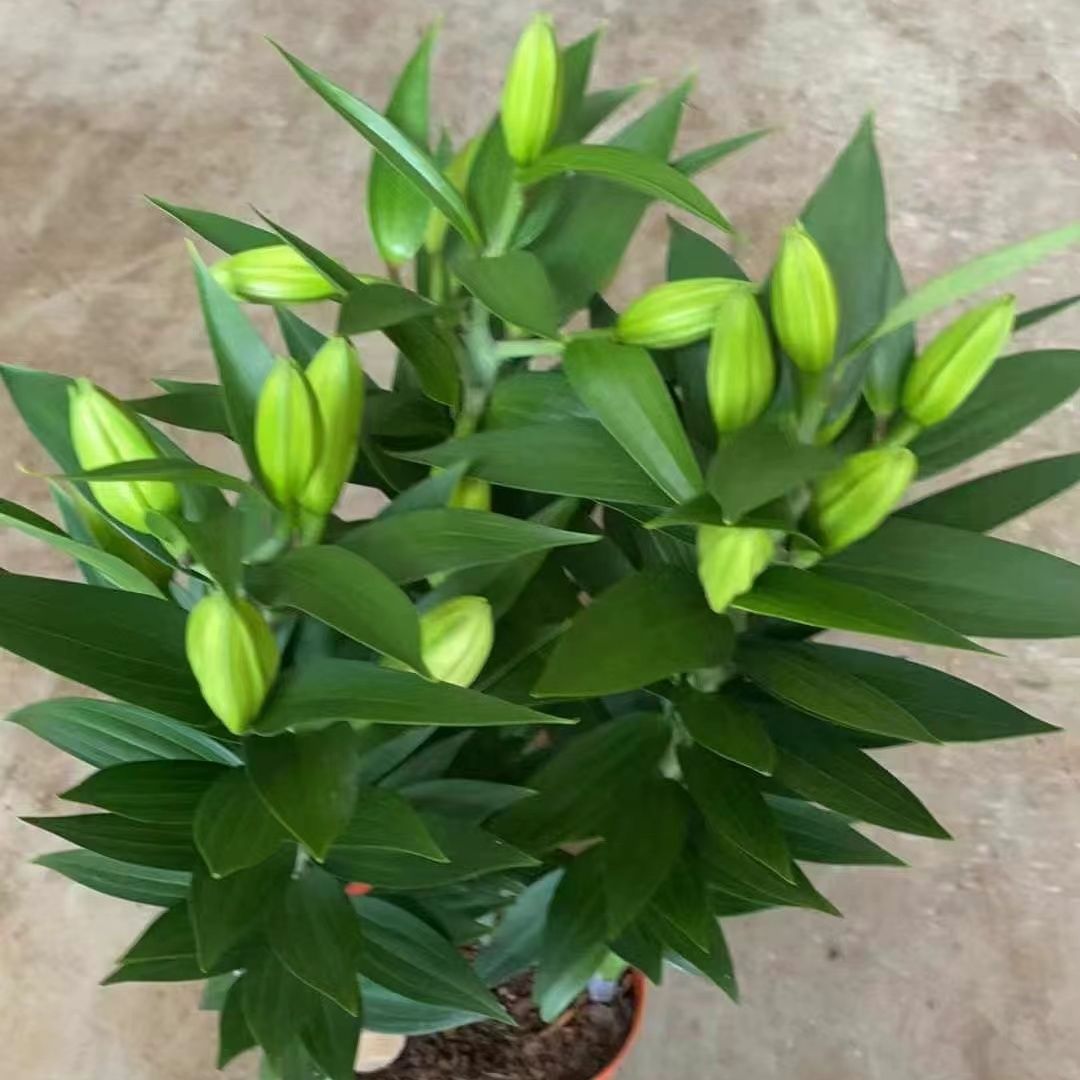 粉色白色室内带花苞多头香水百合花美观浓香室内绿植盆栽