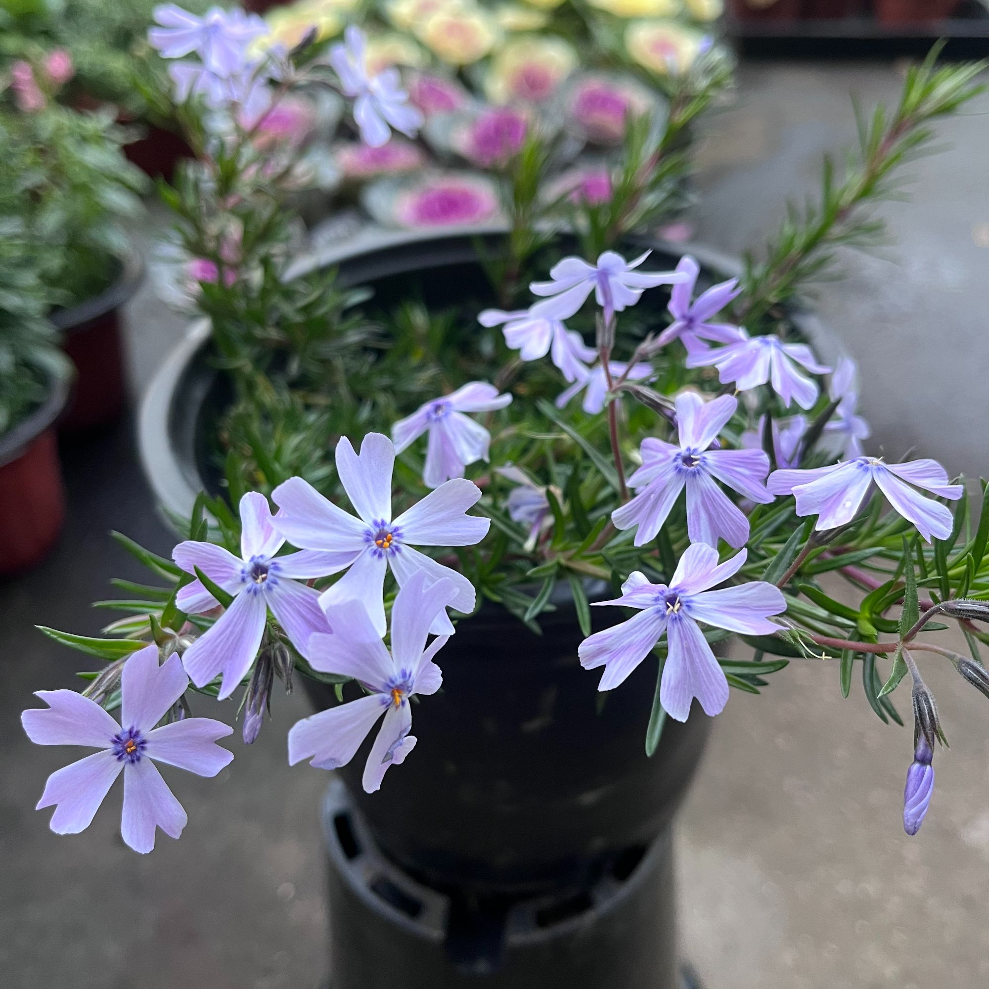 芝樱丛生花苗懒人户外园林盆栽绿植好养耐热耐寒花期长