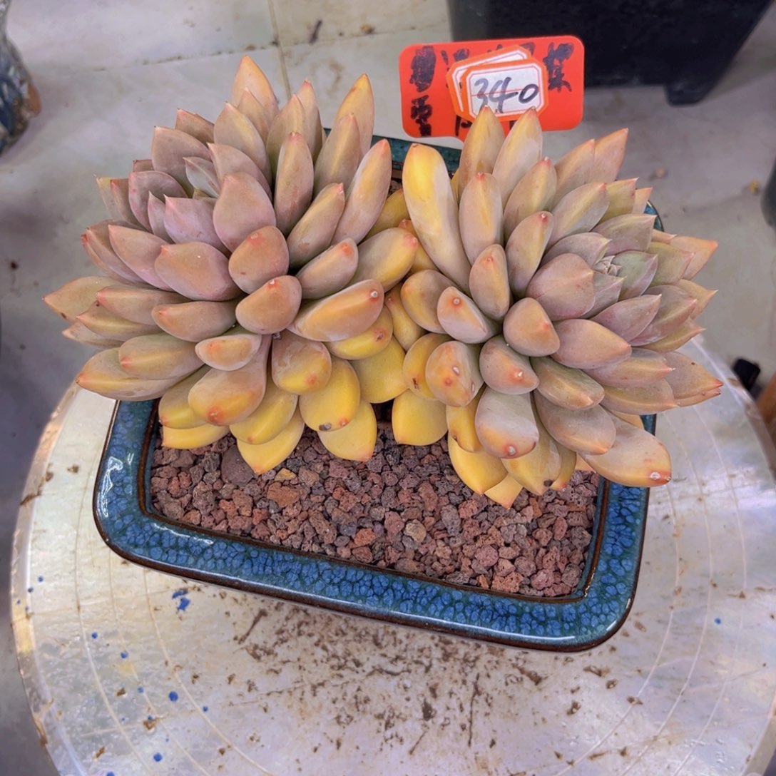 木*象牙340多肉植物