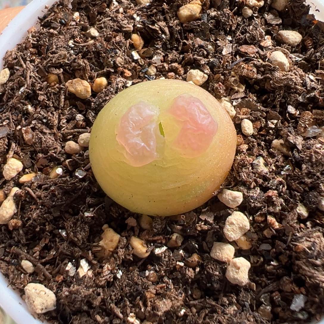 多肉植物133号拉登