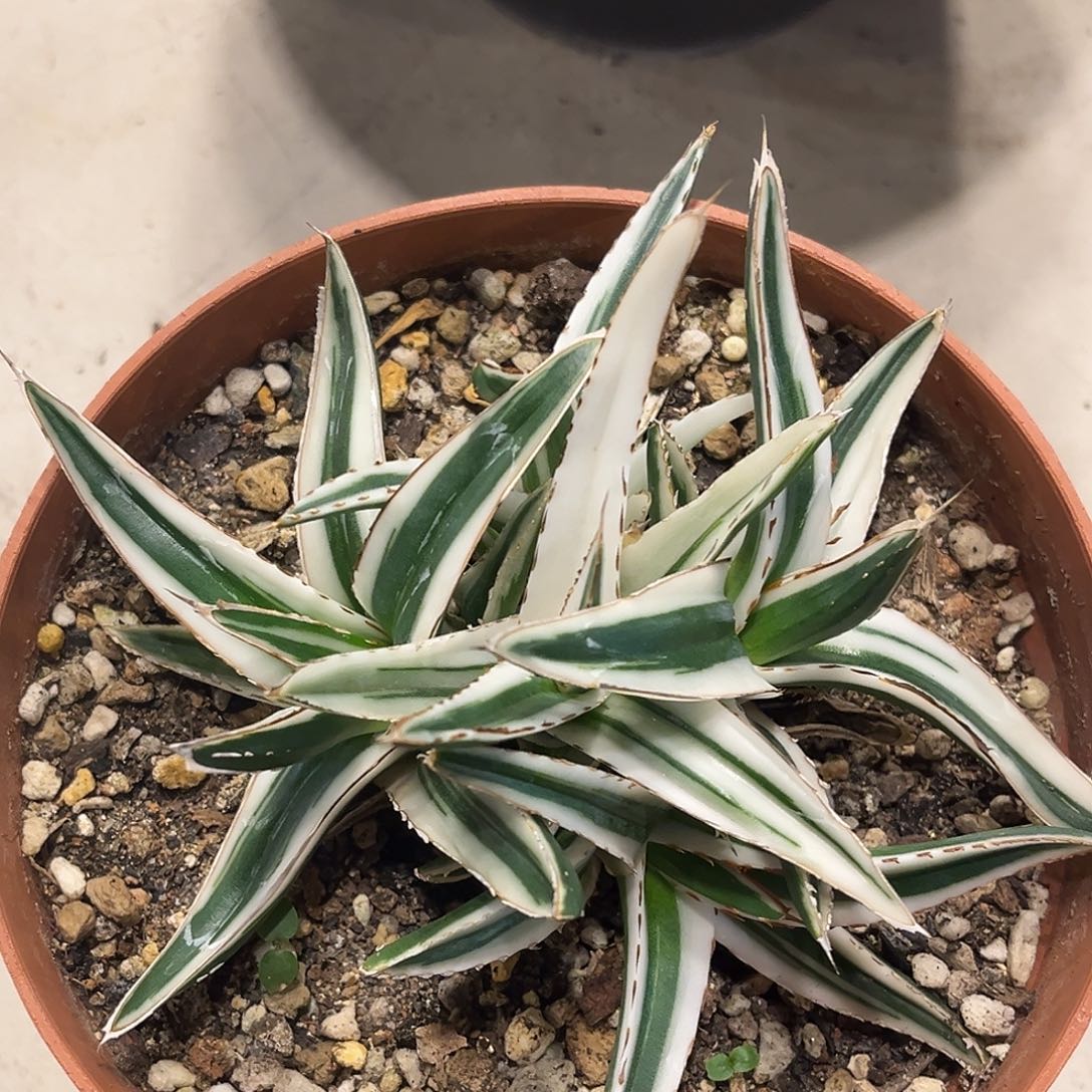 潮流植物群生冰山