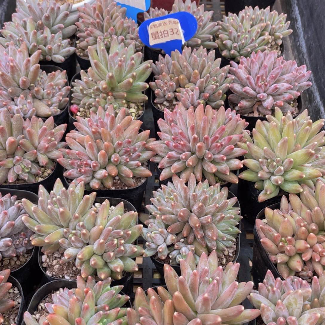 量拍32号 伊卡鲁斯多肉群生一个