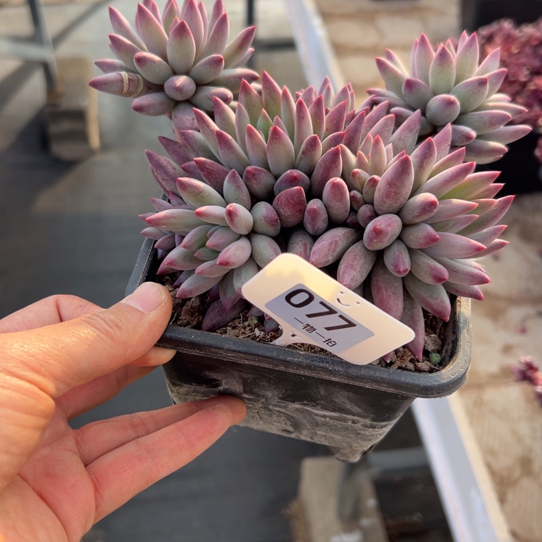 江****77、还是生活都好吃不方便