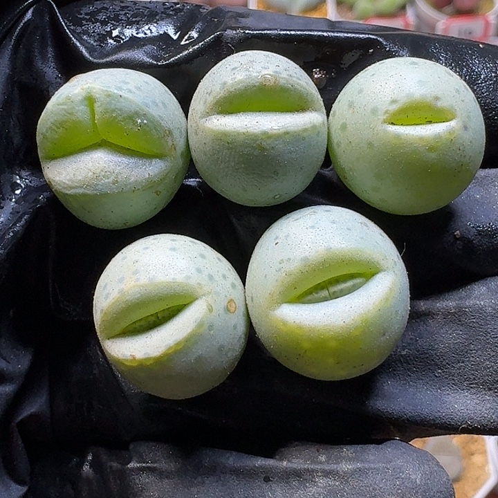 生石花11111。  干疤。   256